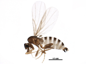  (Trophodeinus - BIOUG26382-C02)  @15 [ ] CreativeCommons - Attribution (2016) CBG Photography Group Centre for Biodiversity Genomics