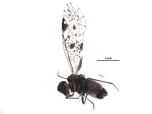  (Loensia conspersa - BIOUG26586-C03)  @13 [ ] CreativeCommons - Attribution (2016) CBG Photography Group Centre for Biodiversity Genomics