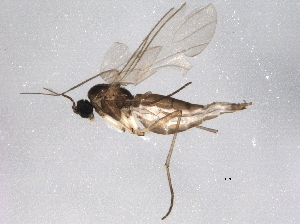  ( - BIOUG08812-F04)  @14 [ ] CreativeCommons - Attribution (2014) CBG Photography Group Centre for Biodiversity Genomics