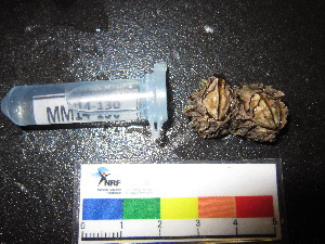  ( - MM14-130)  @11 [ ] CreativeCommons - Attribution Share-Alike (2014) Unspecified South African Institute for Aquatic Biodiversity