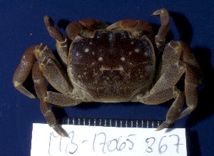  (Cyclograpsus punctatus - MB-A065867)  @11 [ ] CreativeCommons - Attribution Non-Commercial Share-Alike (2014) Jannes Landschoff University of Cape Town