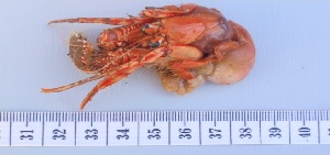  ( - ZRC 2013.0537)  @11 [ ] CreativeCommons - Attribution Share-Alike (2018) Sean Fennssy South African Association for Marine Biological Research, Oceanographic Research Institute