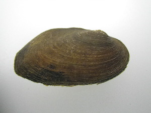  (Elliptio fumata - UcolCha004)  @11 [ ] Unspecified (default): All Rights Reserved  Unspecified Unspecified