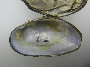  ( - AradChi006)  @11 [ ] Unspecified (default): All Rights Reserved  Unspecified Unspecified
