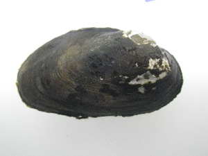  ( - AradChi006)  @11 [ ] Unspecified (default): All Rights Reserved  Unspecified Unspecified