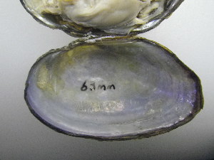  ( - AradChi007)  @11 [ ] Unspecified (default): All Rights Reserved  Unspecified Unspecified