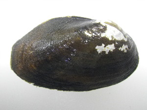  ( - AradChi007)  @11 [ ] Unspecified (default): All Rights Reserved  Unspecified Unspecified