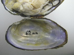  ( - AradChi008)  @11 [ ] Unspecified (default): All Rights Reserved  Unspecified Unspecified