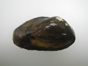  ( - AradChi008)  @11 [ ] Unspecified (default): All Rights Reserved  Unspecified Unspecified