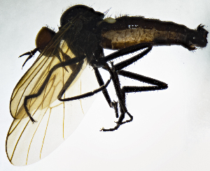  (Rhamphomyia sulcata - BC8E)  @13 [ ] CreativeCommons  Attribution (by) (2019) Emma Wahlberg Swedish Museum of Natural History