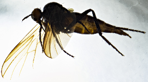  (Rhamphomyia sulcata - BC9E)  @13 [ ] CreativeCommons  Attribution (by) (2019) Emma Wahlberg Swedish Museum of Natural History