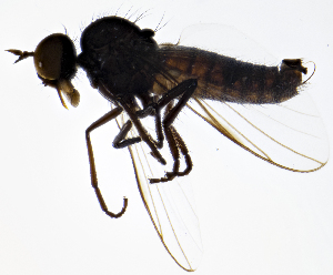  (Rhamphomyia anomalipennis - BE4E)  @13 [ ] CreativeCommons  Attribution (by) (2019) Emma Wahlberg Swedish Museum of Natural History
