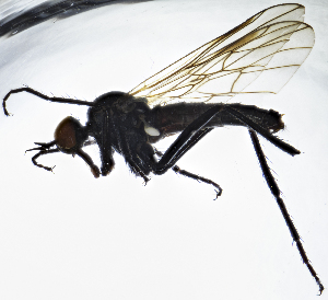  (Rhamphomyia laevipes - BE6E)  @11 [ ] CreativeCommons  Attribution (by) (2019) Emma Wahlberg Swedish Museum of Natural History