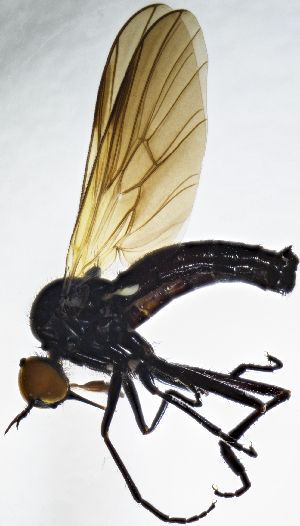  (Rhamphomyia trilineata - BE9E)  @15 [ ] CreativeCommons  Attribution (by) (2019) Emma Wahlberg Swedish Museum of Natural History
