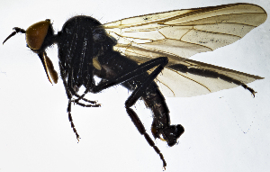  (Rhamphomyia tibialis - BF1E)  @11 [ ] CreativeCommons  Attribution (by) (2019) Emma Wahlberg Swedish Museum of Natural History