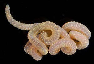  ( - SERCINVERT2517)  @11 [ ] by-nc-sa (2018) Robert Aguilar Smithsonian Environmental Research Center
