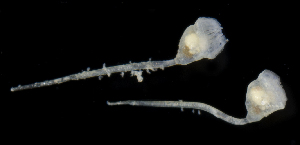  (Barentsiidae - SERCINVERT2252)  @11 [ ] by-nc-sa (2018) Robert Aguilar Smithsonian Environmental Research Center