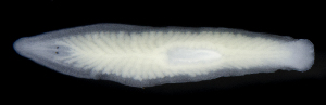  (Bdellouridae - SERCINVERT2405)  @11 [ ] by-nc-sa (2018) Robert Aguilar Smithsonian Environmental Research Center
