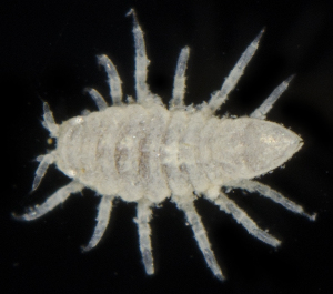  (Edotia triloba - SERCINVERT2263)  @11 [ ] by-nc-sa (2018) Robert Aguilar Smithsonian Environmental Research Center