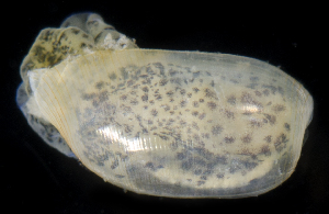  (Haminoea solitaria - SERCINVERT2679)  @11 [ ] by-nc-sa (2018) Robert Aguilar Smithsonian Environmental Research Center