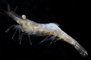  (Hippolyte pleuracantha - SERCINVERT2469)  @11 [ ] by-nc-sa (2018) Robert Aguilar Smithsonian Environmental Research Center