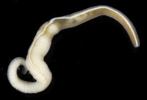  (Siphonenteron bicolour - SERCINVERT2264)  @11 [ ] by-nc-sa (2018) Robert Aguilar Smithsonian Environmental Research Center