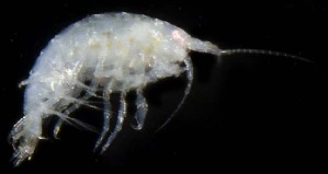  ( - SERCINVERT2542)  @11 [ ] by-nc-sa (2018) Robert Aguilar Smithsonian Environmental Research Center