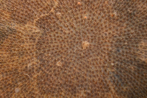  (Parasmittina nitida - SERCINVERT2280)  @11 [ ] by-nc-sa (2018) Robert Aguilar Smithsonian Environmental Research Center