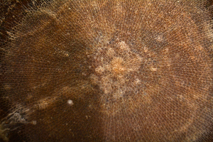  ( - SERCINVERT2282)  @11 [ ] by-nc-sa (2018) Robert Aguilar Smithsonian Environmental Research Center