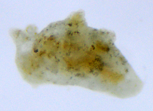  (Polycerella emertoni - SERCINVERT3012)  @11 [ ] by-nc-sa (2018) Robert Aguilar Smithsonian Environmental Research Center