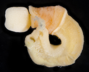  (Saccoglossus kowalevskii - SERCINVERT2379)  @11 [ ] by-nc-sa (2018) Robert Aguilar Smithsonian Environmental Research Center