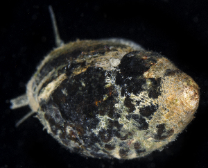  ( - SERCINVERT2168)  @11 [ ] by-nc-sa (2018) Robert Aguilar Smithsonian Environmental Research Center