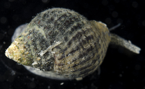  ( - SERCINVERT2169)  @11 [ ] by-nc-sa (2018) Robert Aguilar Smithsonian Environmental Research Center