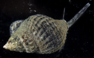  ( - SERCINVERT2170)  @11 [ ] by-nc-sa (2018) Robert Aguilar Smithsonian Environmental Research Center