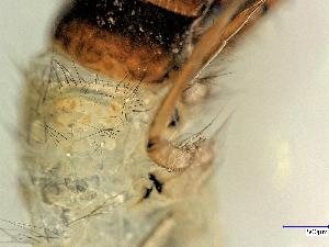  ( - Ssp_Han_05)  @11 [ ] CreativeCommons  Attribution Non-Commercial Share-Alike (2017) Hannah Weigand Aquatic Ecosystem Research, University of Duisburg-Essen