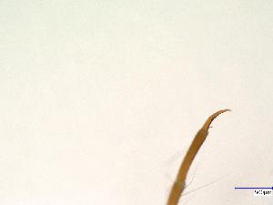 ( - Ssp_Nie_02)  @11 [ ] CreativeCommons  Attribution Non-Commercial Share-Alike (2017) Hannah Weigand Aquatic Ecosystem Research, University of Duisburg-Essen