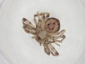  ( - CBG-A37908-A04)  @11 [ ] CreativeCommons - Attribution Share - Alike (2024) Centre for Biodiversity Genomics Centre for Biodiversity Genomics