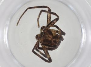  ( - CBG-A37909-B07)  @11 [ ] CreativeCommons - Attribution Share - Alike (2024) Centre for Biodiversity Genomics Centre for Biodiversity Genomics