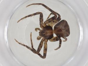  ( - CBG-A37909-B10)  @11 [ ] CreativeCommons - Attribution Share - Alike (2024) Centre for Biodiversity Genomics Centre for Biodiversity Genomics