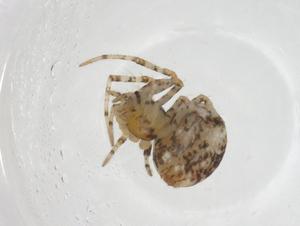  ( - CBG-A37913-E11)  @11 [ ] CreativeCommons - Attribution Share - Alike (2024) Centre for Biodiversity Genomics Centre for Biodiversity Genomics