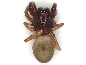  ( - CBG-A40100-C01)  @11 [ ] CreativeCommons - Attribution Share-Alike (2024) CBG Photography Group Centre for Biodiversity Genomics