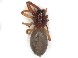  ( - CBG-A44280-G09)  @11 [ ] CreativeCommons - Attribution Share-Alike (2024) CBG Photography Group Centre for Biodiversity Genomics