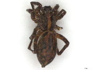  ( - CBG-A45201-G09)  @11 [ ] CreativeCommons - Attribution (2024) CBG Photography Group Centre for Biodiversity Genomics