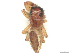  ( - CBG-B00075-B07)  @11 [ ] CreativeCommons - Attribution Share - Alike (2025) CBG Photography Group Centre for Biodiversity Genomics