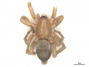  ( - CBG-B00075-H05)  @11 [ ] CreativeCommons - Attribution Share - Alike (2025) CBG Photography Group Centre for Biodiversity Genomics