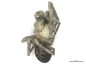  ( - CBG-B00508-B02)  @11 [ ] CreativeCommons - Attribution Share - Alike (2025) CBG Photography Group Centre for Biodiversity Genomics