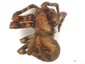  ( - CBG-B00508-B12)  @11 [ ] CreativeCommons - Attribution Share - Alike (2025) CBG Photography Group Centre for Biodiversity Genomics