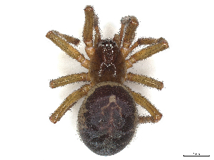  (Steatoda nobilis - CBG-B00508-C01)  @11 [ ] CreativeCommons - Attribution Share - Alike (2025) CBG Photography Group Centre for Biodiversity Genomics
