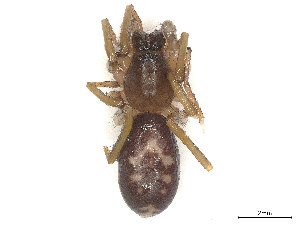  ( - CBG-B00508-C08)  @11 [ ] CreativeCommons - Attribution Share - Alike (2025) CBG Photography Group Centre for Biodiversity Genomics