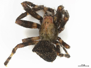  ( - CBG-B00508-G06)  @11 [ ] CreativeCommons - Attribution Share - Alike (2025) CBG Photography Group Centre for Biodiversity Genomics